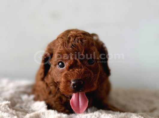 Ruhsatlı Poodle Evinden Erkek Dişi Poodle Yavrularımız görsel