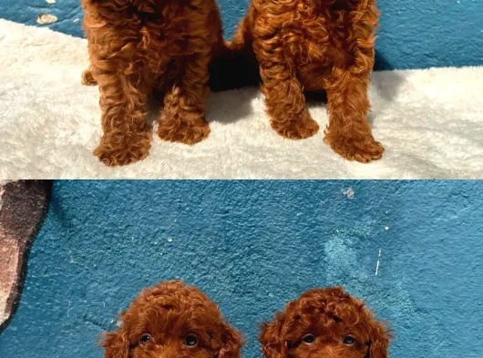 Ruhsatlı Poodle Evinden Erkek Dişi Poodle Yavrularımız görsel