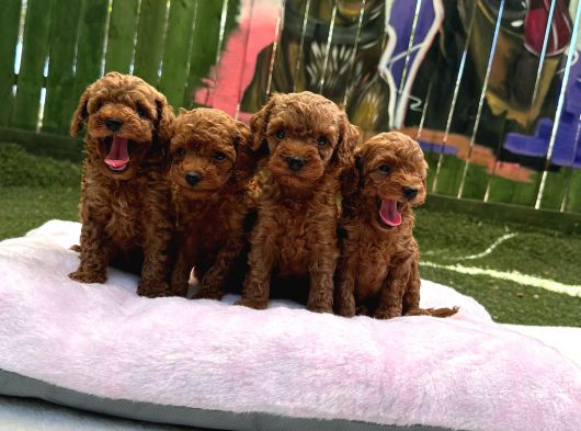 Ruhsatlı Poodle Evinden Erkek Dişi Poodle Yavrularımız