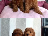 Ruhsatlı Poodle Evinden Erkek Dişi Poodle Yavrularımız