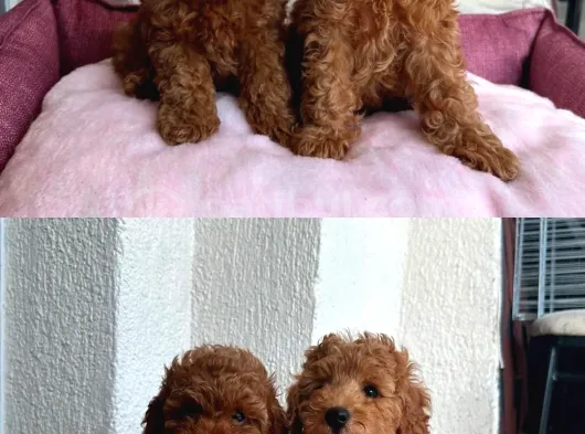 Ruhsatlı Poodle Evinden Erkek Dişi Poodle Yavrularımız görsel