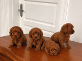 Redbrown 0 Boy Maltipoo Bebekler