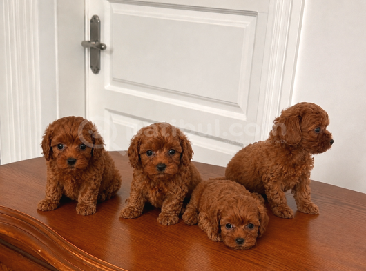 Redbrown 0 Boy Maltipoo Bebekler