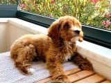 30 Mart Doğumlu Erkek Malti̇poo Yavrumuz