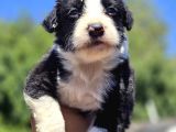 Safkan Border Collie Yavruları