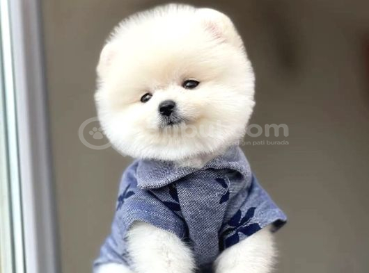Bebek Surat Pomeranian Boo Yavrular Çiftliğimizden Sizlerle görsel