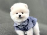 Bebek Surat Pomeranian Boo Yavrular Çiftliğimizden Sizlerle