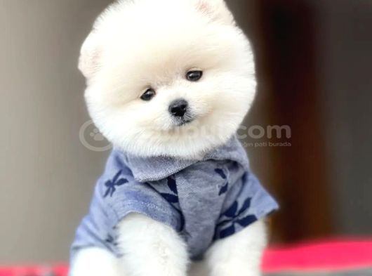 Bebek Surat Pomeranian Boo Yavrular Çiftliğimizden Sizlerle