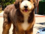 Bernedoodle