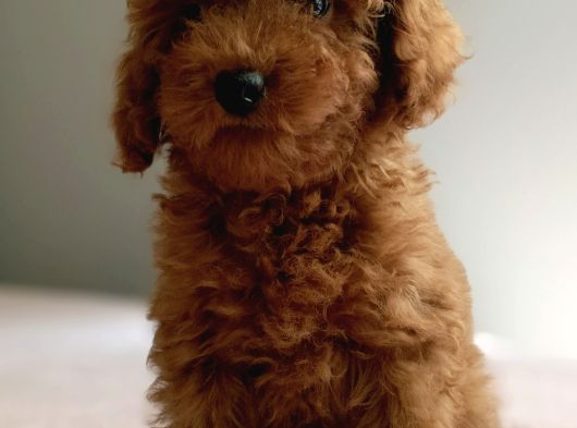 Baba Kdf Kayıtlı Ev Doğumlu Toy Poodle görsel