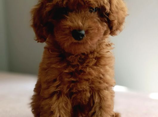Baba Kdf Kayıtlı Ev Doğumlu Toy Poodle görsel