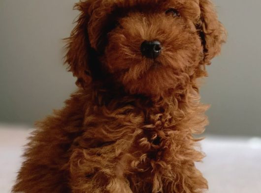 Baba Kdf Kayıtlı Ev Doğumlu Toy Poodle görsel