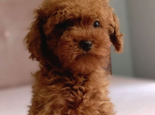 Baba KDF kayıtlı ev doğumlu toy Poodle
