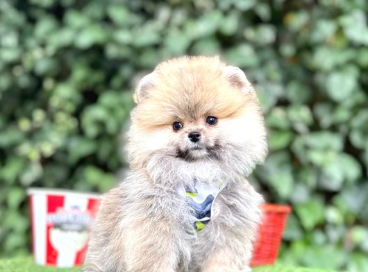 Orjinal Pomeranian Boo görsel