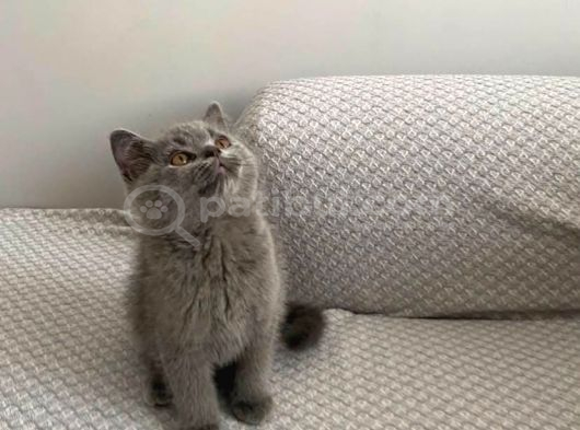 Anne Altından Çok Güzel Oyuncu British Shorthair Yavrumuz görsel