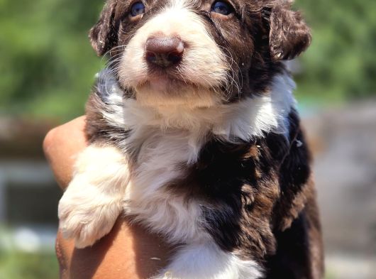 Border Collie Bebekler görsel
