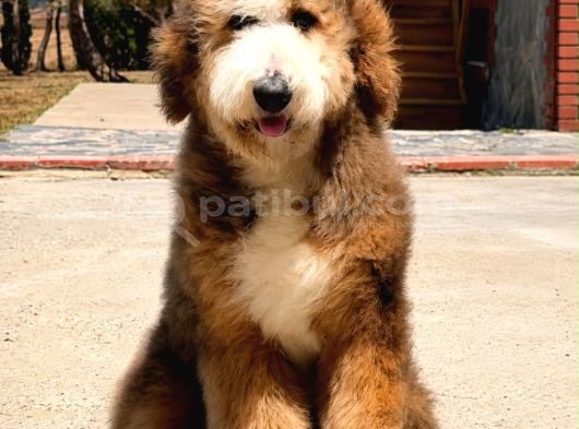 Bernedoodle