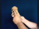 Dişi Erkek Poodle Yavrularımız