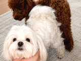 Redbrown 0 Boy Maltipoo Bebekler