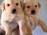 Akkuş Üreti̇m Çi̇ftli̇ği̇nden Golden Yavrulari