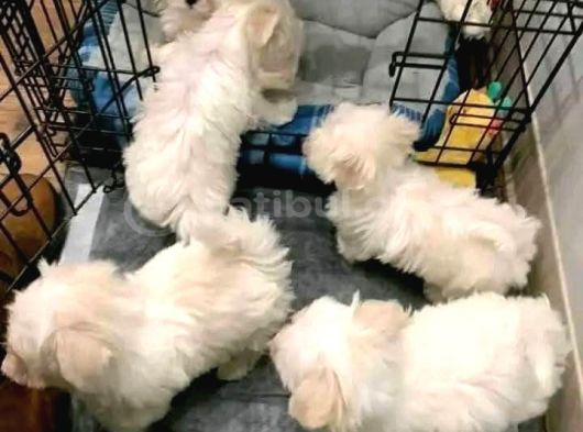 Maltese Terier Yavrularımız görsel