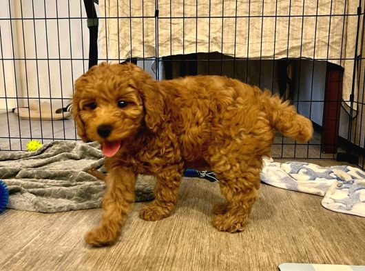 Irk Boy Kilo Garantili Toy Poodle Yavrular görsel