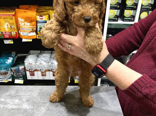 Irk Boy Kilo Garantili Toy Poodle Yavrular görsel