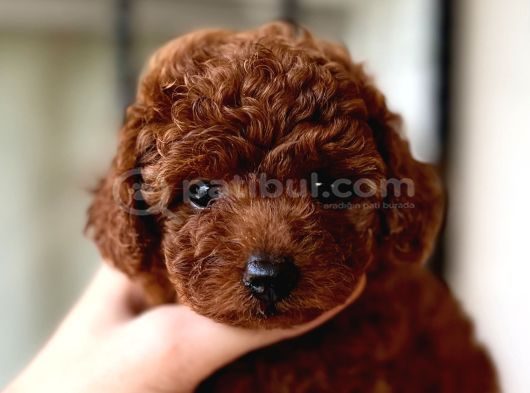 POODLE EN KÜÇÜK BOY-TEACUP RED