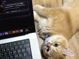 British Shorthair Golden Kedimiz 1 Yaşında Erkek İstanbul