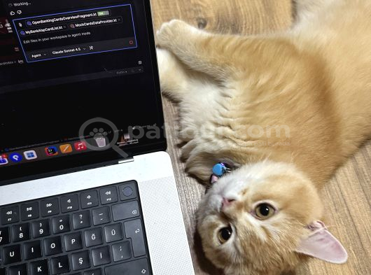 British Shorthair Golden Kedimiz 1 Yaşında Erkek İstanbul görsel