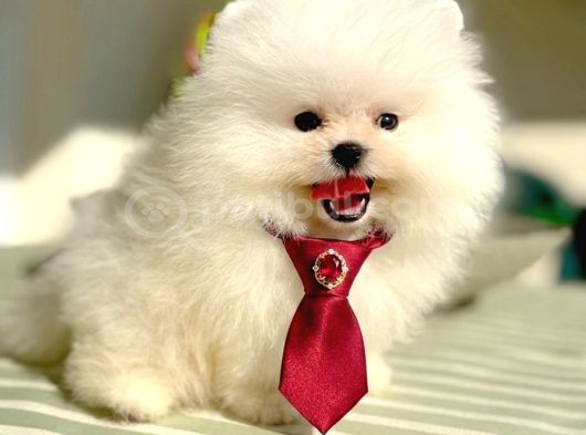 BEYAZ AYICIK POMERANİAN BOO