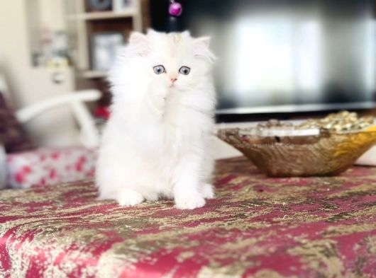 Evinize Renk Ve Neşe Katacak Bir Prenses görsel
