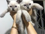 British Bluepoint 2 Adet Yavrum 1 Adet Te British Shorthair