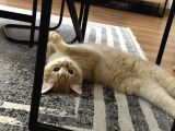 British Shorthair Golden Kedimiz 1 Yaşında Erkek İstanbul