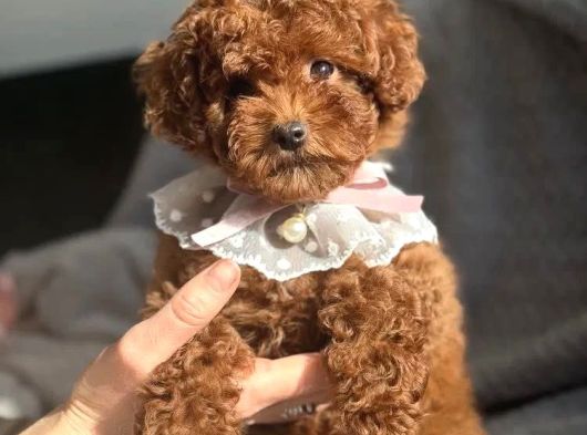 Fransız Toy Poodle Yavruları görsel