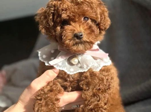 Fransız Toy Poodle Yavruları görsel