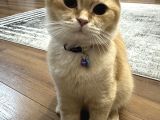 British Shorthair Golden Kedimiz 1 Yaşında Erkek İstanbul