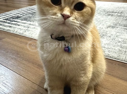 British Shorthair Golden Kedimiz 1 Yaşında Erkek İstanbul görsel