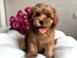 2 Aylık Maltipoo Güzellik