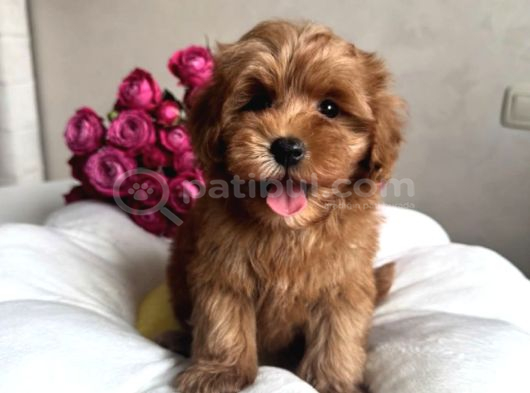 2 Aylık Maltipoo Güzellik