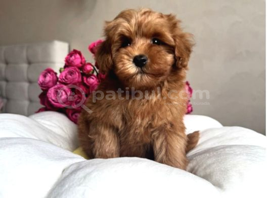2 Aylık Maltipoo Güzellik görsel