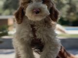 Villa Yaşamına Yakışan Özel Bir Dost Labradoodle