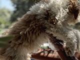 Villa Yaşamına Yakışan Özel Bir Dost Labradoodle
