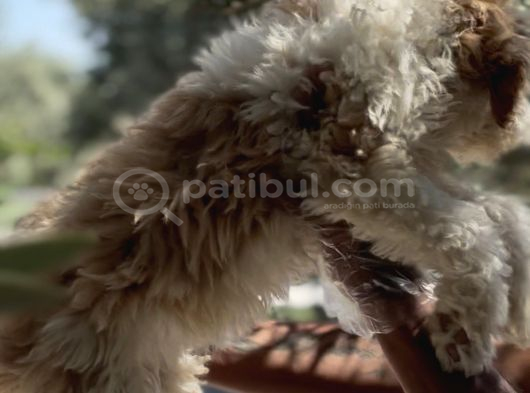 Villa Yaşamına Yakışan Özel Bir Dost Labradoodle görsel