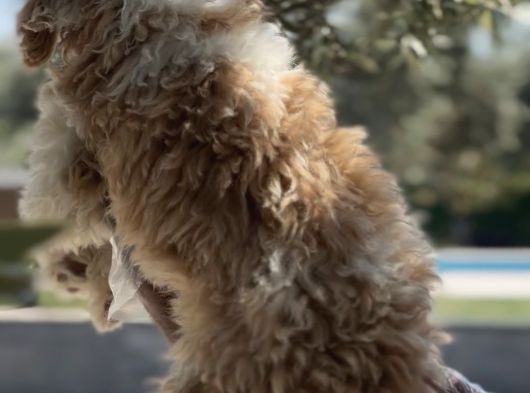 Villa Yaşamına Yakışan Özel Bir Dost Labradoodle görsel