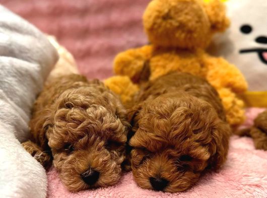Fransız Toy Poodle Yavruları görsel