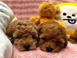 Fransız Toy Poodle Yavruları