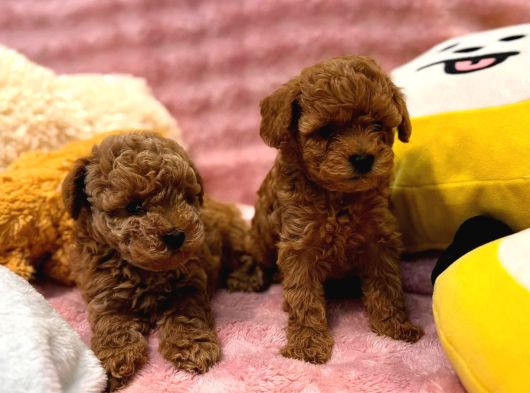 Fransız Toy Poodle Yavruları görsel