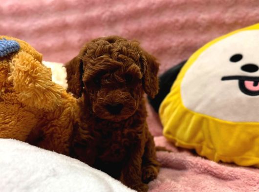 Fransız Toy Poodle Yavruları görsel