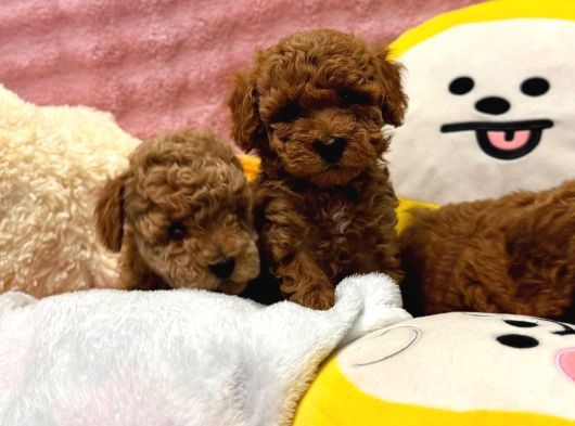 Fransız Toy Poodle Yavruları görsel